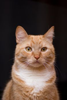 red cat look at camera it's very cute and lovely black backgruond