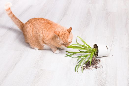 ginger cute fluffy cat sniffs a fallen green plant in a pot, light wooden floor, soil fell out of the pot, copy space, cleaning concept, cat eats grass