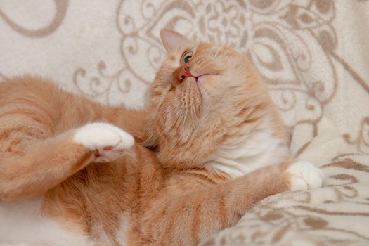 red cat scratches behind the ear with a paw on the sofa beige bedspread light white soft fluffy