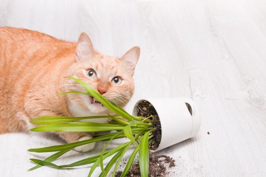 ginger cute fluffy cat nibbles a fallen green plant in a pot, light wooden floor, soil fell out of the pot, copy space, cleaning concept, cat eats grass