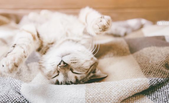 Funny tabby cat of ginger color sleeping on his back with paws up on plaid.