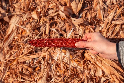 hand holds empty swing of red corn on the background of hay and sky.