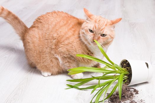 ginger cute fluffy cat sniffs a fallen green plant in a pot, light wooden floor, soil fell out of the pot, copy space, cleaning concept, cat eats grass