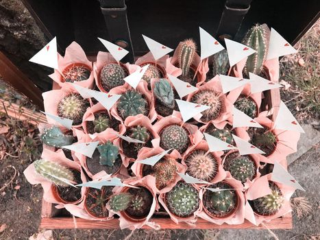 Many different small cacti in beautiful pink wrappers in a wooden frame in rustic style.