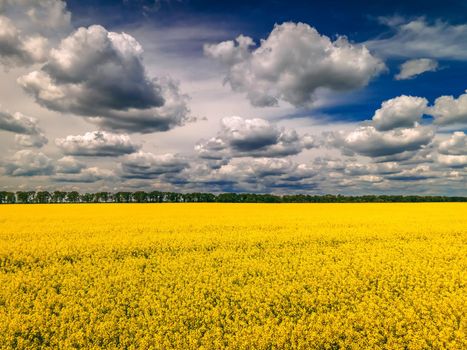 Field of rapeseed with beautiful clouds, plant for green energy, springtime. Agricultural ecological concept.