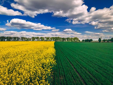 Field of rapeseed and field of green wheat with beautiful clouds, plant for green energy, springtime. Agricultural ecological concept.