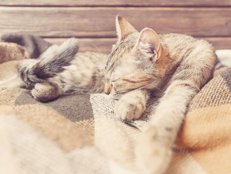 Cute tabby domestic kitten sleeping on soft plaid.