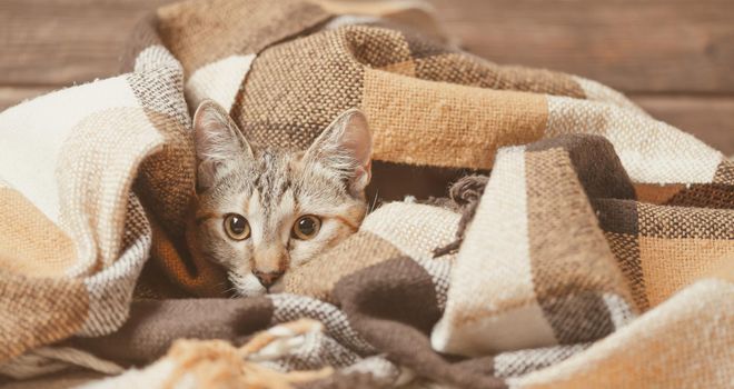 Kitten lying under plaid and staring at camera.