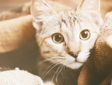 Portrait of cute tabby kitten of ginger color with surprised emotions, staring at camera.