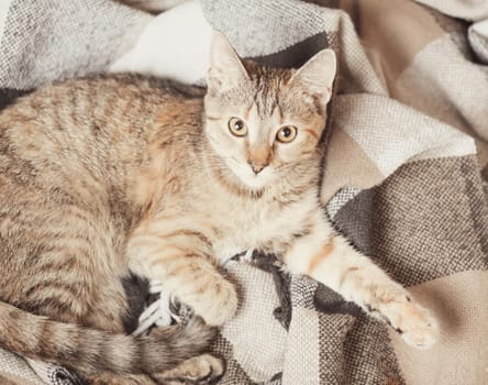 Tabby cat of ginger color lying on plaid and looking at camera, top view.