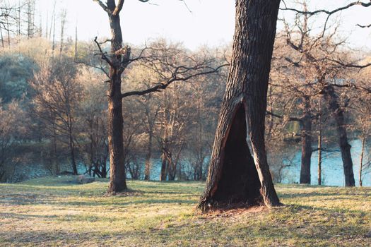 Lonely tree in a summer or spring park or forest with a large hollow.