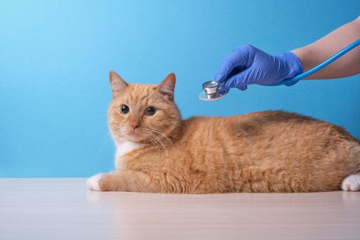 veterinarian listens to the heart and lungs of the cat with a stethoscope, the cat lies on the table, blue background, copy space, veterinary medicine concept