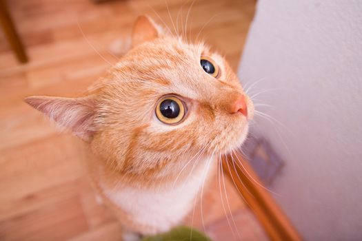 veru cute red cat asks for food on the kitchen wide angle orange color