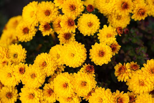 Yellow chrysanthemum flowers close up on the bush