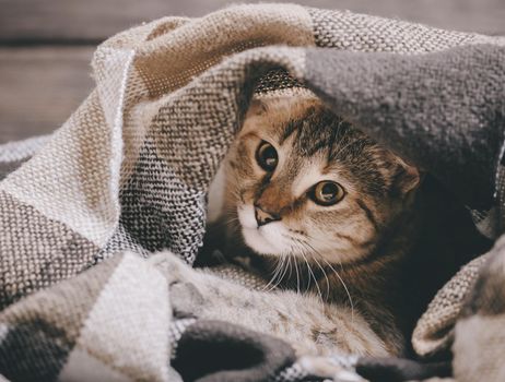 Cute domestic tabby cat with big eyes lying under soft plaid, staring at camera.