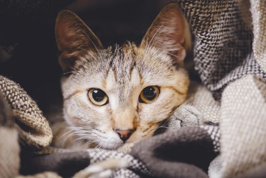 Portrait of cute domestic tabby cat with big eyes lying on plaid, looking at camera.