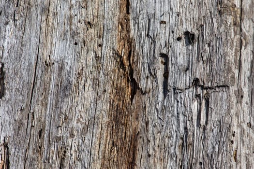 Brown Old wood texture. Abstract background, empty template