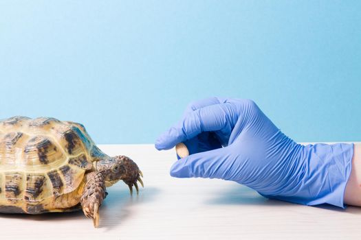 herpetologist veterinarian gives pill medicine or vitamins to land tortoise, hand in rubber glove with pill for treating turtles, blue background, copy place