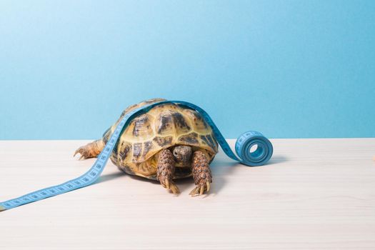land tortoise and measuring blue tape on its shell, measuring the shell of turtles at a veterinarian's appointment, determining the age of the turtle