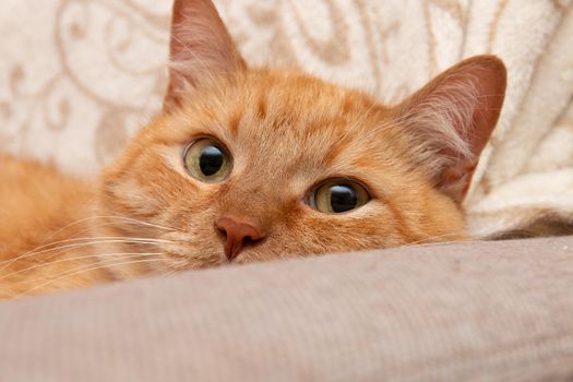 muzzle of a red cat lying on the sofa big eyes cute sweet gentle looking at the camera