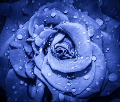 Navy blue Rose flower head close up. Rose with water drops. Top view, deep focus. Petals of a rose close up view