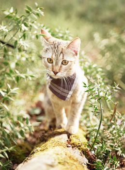 Curious explorer tabby cat in bandana walking in summer forest outdoor.