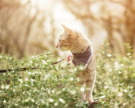 Cute tabby cat in bandana walking in the forest outdoor.