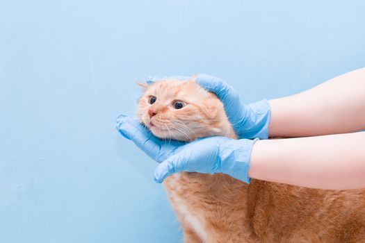 hands with disposable blue gloves are running behind the face of a ginger cute cat, veterinarian concept, blue background, copy space