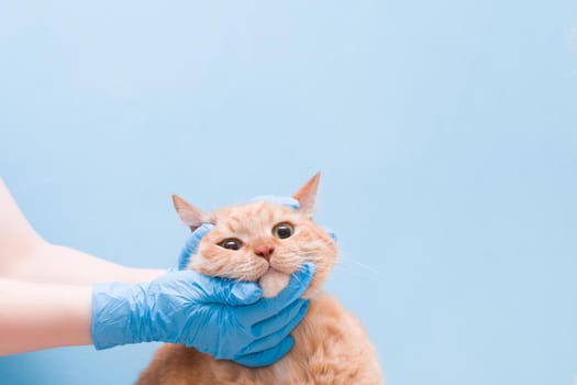 hands with disposable blue gloves are on the head of a ginger cute cat, veterinarian concept, blue background, copy space, pet osmorty medicine