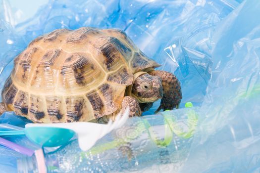 land Central Asian tortoise in a pile of plastic waste, environmental pollution concept, harmful plastic for animals, zero waste and an eco friendly lifestyle