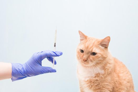 cute red-haired cat on a blue background is waiting for an injection, a hand in a blue rubber disposable glove holds a syringe with a vaccine or medicine, copy space