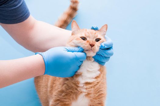 red cat at the vet's reception, blue background, medical osmort, veterinary clinic concept, pet treatment, male hands in gloves hold the cat