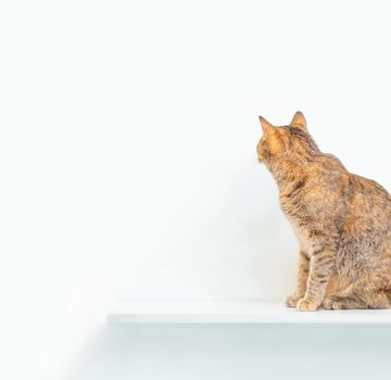 Cute tabby cat of ginger color sitting on a shelf and looking at white wall. Copy-space for text or logo.