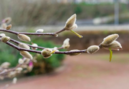The buds of the magnolia in early spring