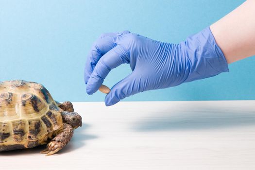 land Central Asian tortoise with rickets on a table in the office of a herpologist veterinarian, a gloved hand holds a tablet for treating turtles, vitamins for turtles