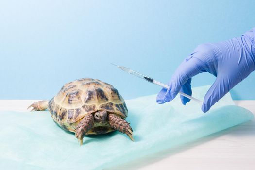 a hand in a blue rubber disposable glove holds an insulin injection syringe, an injection for a turtle, a land Central Asian tortoise at the appointment of a herpetologist's veterinarian
