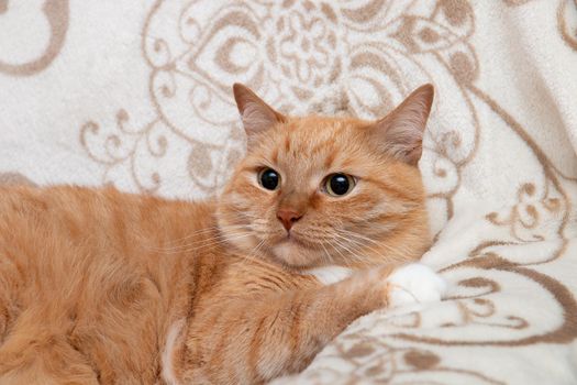 cute cat lies on a soft sofa empty gentle wool