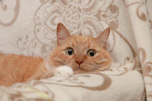 very cute red cat on a sofa lovely sweet eyes