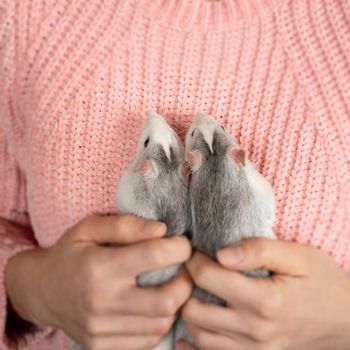 The girl in pink pullover neatly and gently holds two cute gray rats close up. Pets care concept.