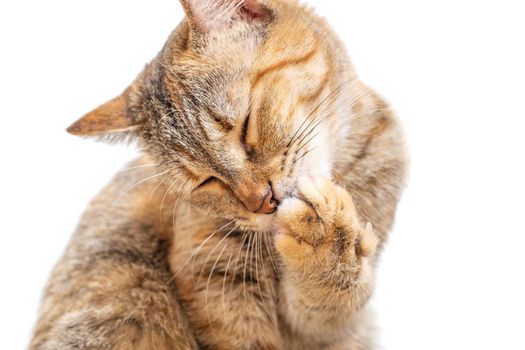 Cute tabby ginger color cat with closed eyes washing its paw on a white background, front view.