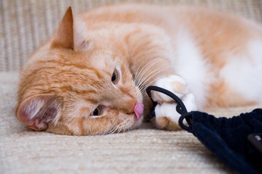 cute lovely nice red cat plays with lace on the sofa licks his nose
