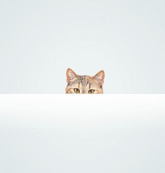 Curious pet cat of ginger color peeking out from behind a blank white banner, copy-space. Staring at camera.