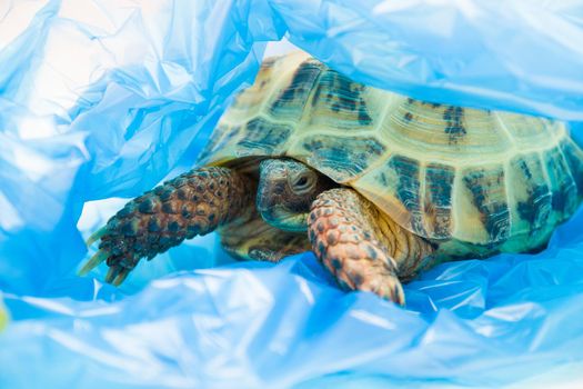 turtle in blue plastic bag, pollution of the planet concept