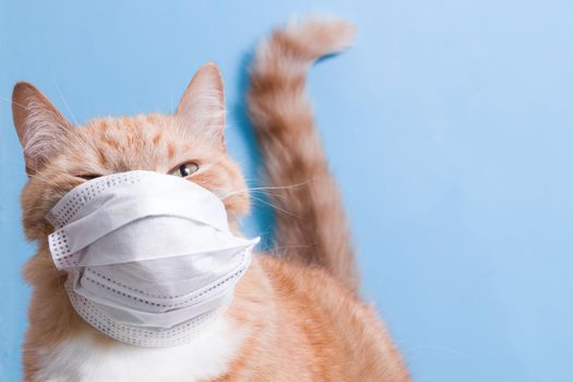 cute red cat in a white children's medical protective mask on a blue background copy space, veterinary medicine and treatment of pets, coronavirus and quarantine 2020