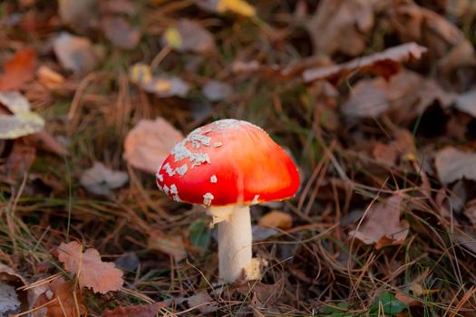 Red fly agaric in the forest with a raised hat. Beautiful poisonous mushroom.