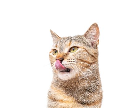 Portrait of tabby ginger color cat pet licking with tongue on a white background.