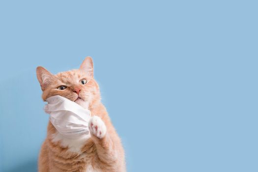 cute red cat removes paw white children's medical protective mask on a blue background copy space, veterinary medicine and treatment of pets, coronavirus and quarantine 2020