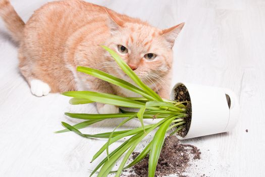 ginger cute fluffy cat sniffs a fallen green plant in a pot, light wooden floor, soil fell out of the pot, copy space, cleaning concept, cat eats grass