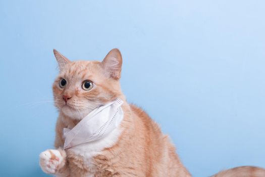 cute scared ginger cat in white children's medical protective mask on a blue background copy space, protection against viruses and bacteria concept, veterinary medicine and treatment of pets