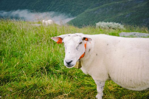 sheeps on mountain farm on cloudy day. Norwegian landscape with sheep grazing in valley. Sheep on mountaintop Norway. Ecological breeding. Sheep eat boxwood. Ewe sheep grazing on pasture in mountain.